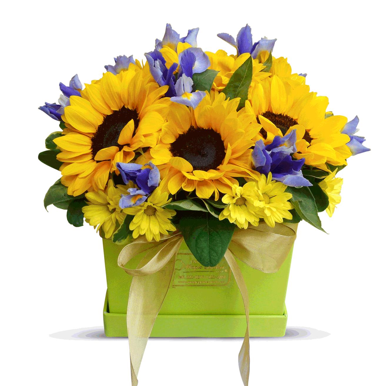 Box Girasoles Primavera